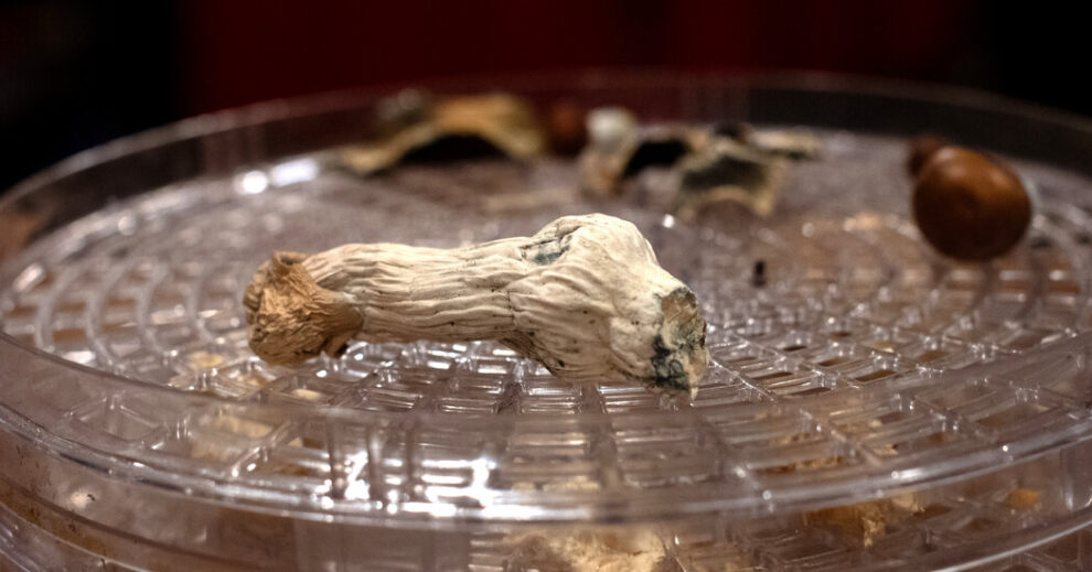 How Psychedelics Impact Brain Function and Effects