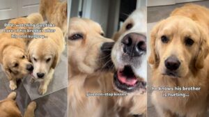 Golden Retriever Helps Brother Recover From Surgery
