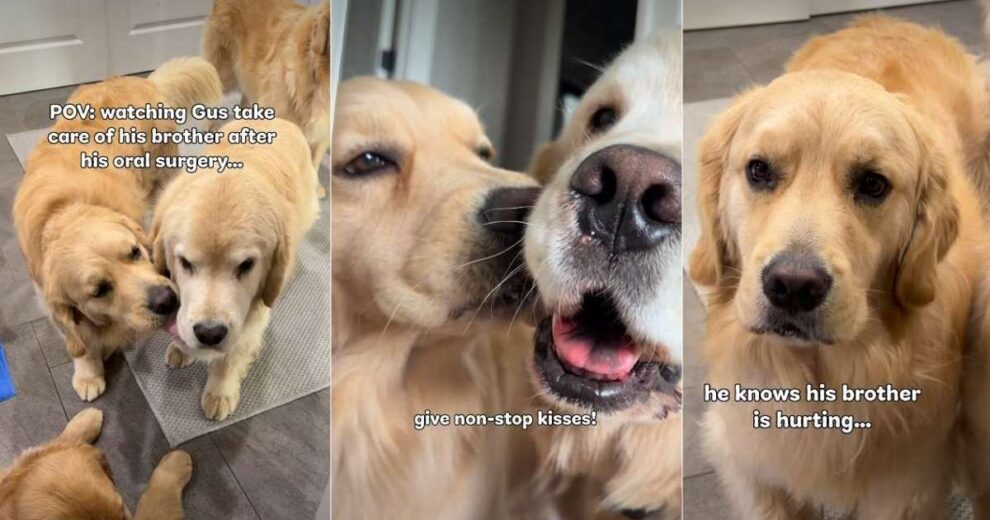 Golden Retriever Helps Brother Recover From Surgery