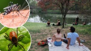 NYC tick mosquito season could be among worst yet