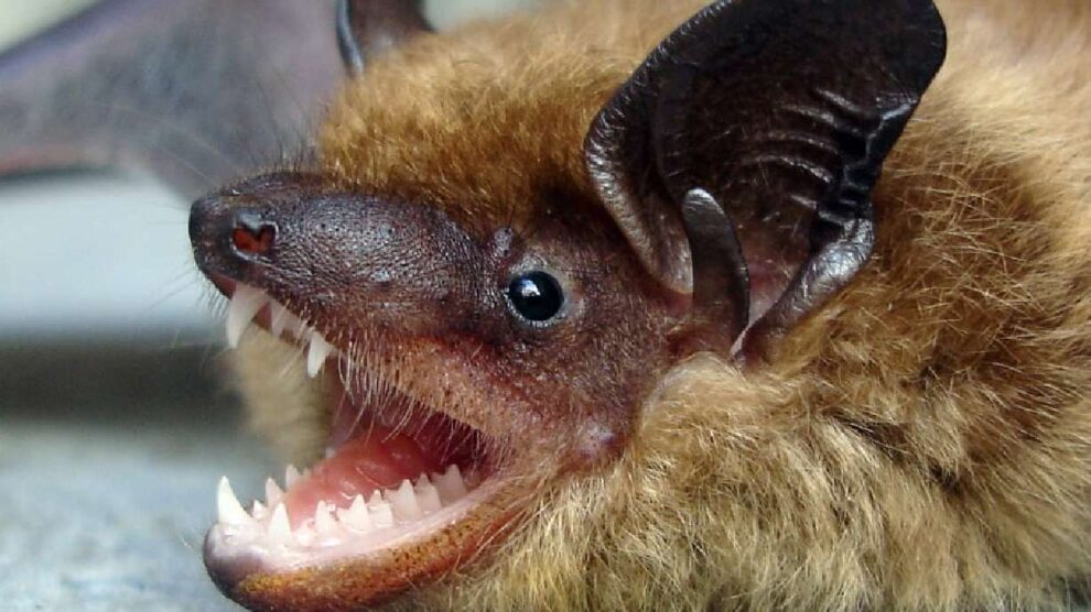 Rabid Bat Found in Utah Prompts Public Warning
