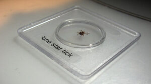 Alpha-Gal Syndrome: Spreading Tick Allergy & Safety Tips