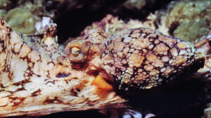Octopus Mating Hormones: Male Guided by Female Progesterone