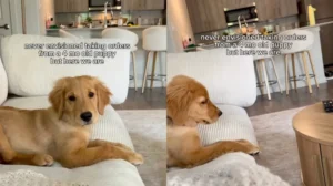 Golden Retriever Puppy Video Shows Benji's Loud Orders for Mom