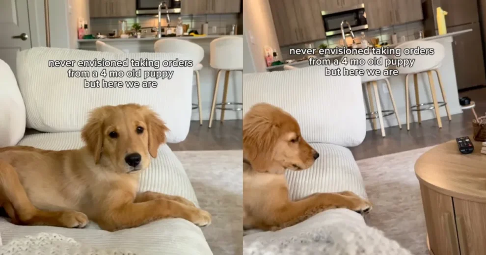 Golden Retriever Puppy Video Shows Benji's Loud Orders for Mom
