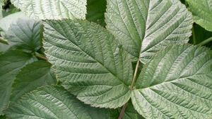 Red Raspberry Leaf Benefits for Women's Health and Beyond