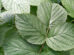Red Raspberry Leaf Benefits for Women's Health and Beyond