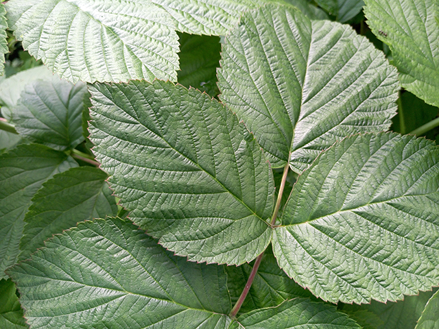 Red Raspberry Leaf Benefits for Women's Health and Beyond