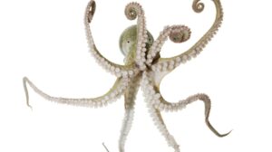 Octopus Mating Arm: How Males Sense Females in Dark