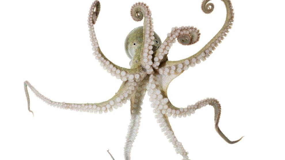 Octopus Mating Arm: How Males Sense Females in Dark