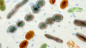 Flesh-Eating Bacteria Discovered All Over Long Island