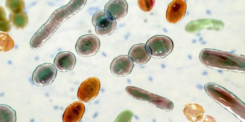 Flesh-Eating Bacteria Discovered All Over Long Island