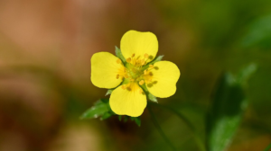 Tormentil Superbugs: Wildflower's Antibacterial Potential