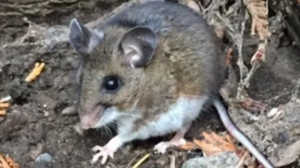 Sin Nombre hantavirus case in Chelan County linked to home mice