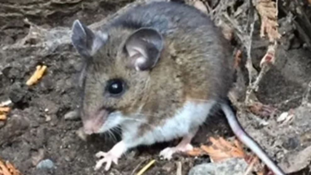 Sin Nombre hantavirus case in Chelan County linked to home mice