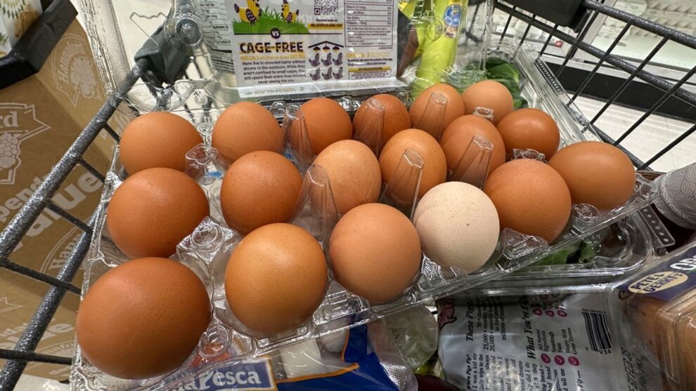 Eggs Alzheimer's Risk: New Study Findings