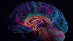 Ventral Premotor Cortex Abstract Thought: Brain Region Found