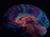 Ventral Premotor Cortex Abstract Thought: Brain Region Found