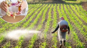 Colorectal Cancer in Young Adults Linked to Weed Killer