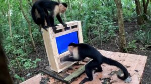 Monkey AI Costa Rica: Capuchins Meet AI in Forest