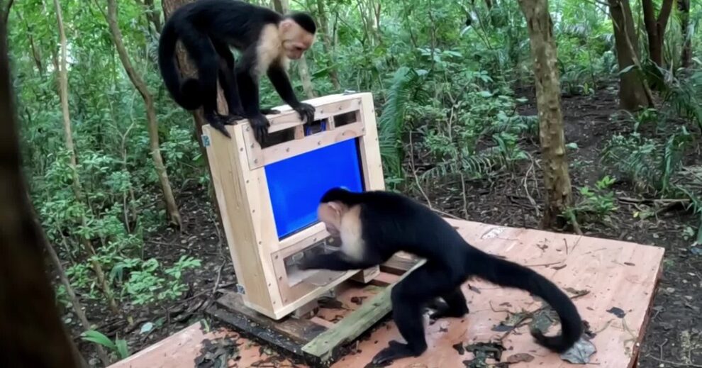 Monkey AI Costa Rica: Capuchins Meet AI in Forest