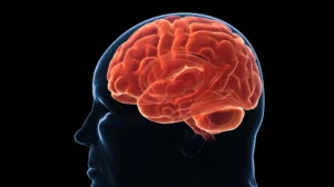 Brain Set Point Defends Extra Pounds, Causing Weight Regain