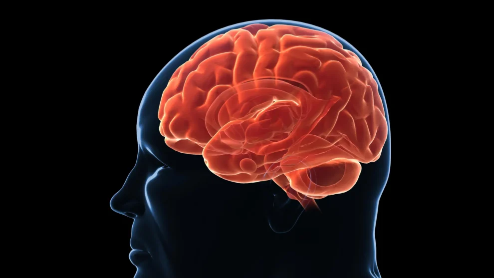 Brain Set Point Defends Extra Pounds, Causing Weight Regain